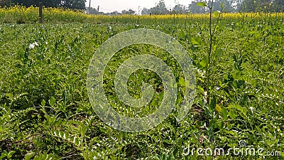 Chickpeas Field In Indian Village Stock Photo